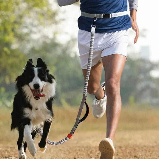 FlexiRun Leash - Run with your pet. Hands-free. Worry-free.